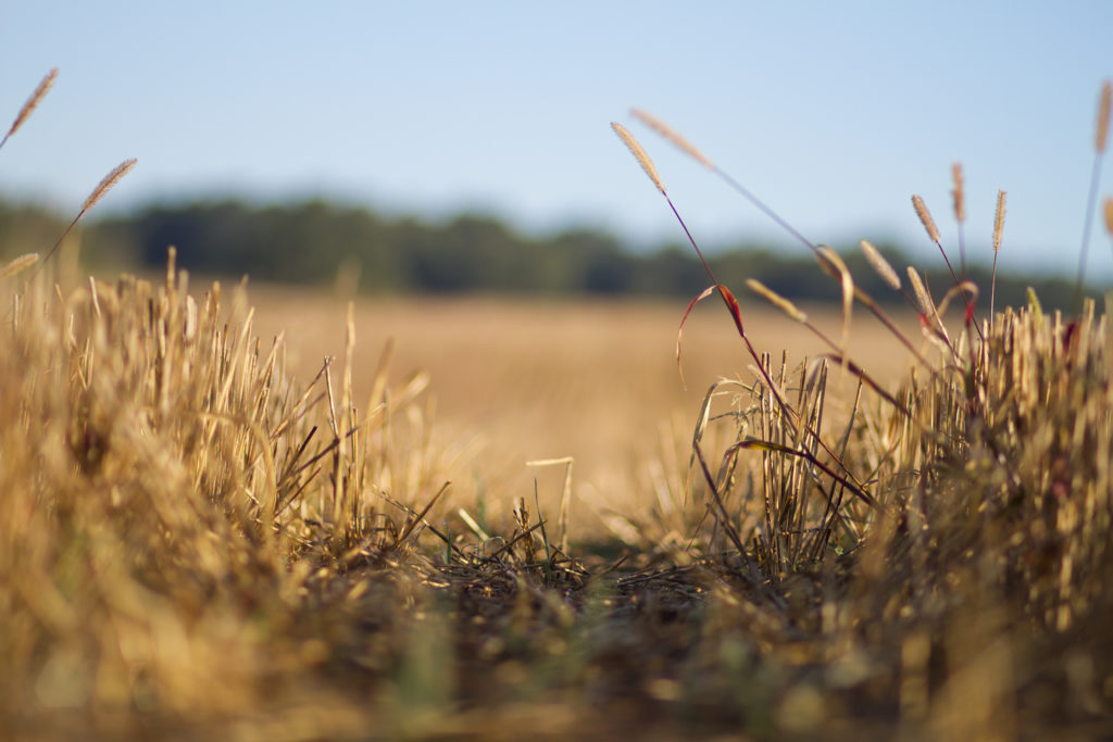Wheat frames an image.
